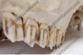 animal skull teeth 0007